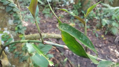 Dichorisandra thyrsiflora, photographed by alessandradalia