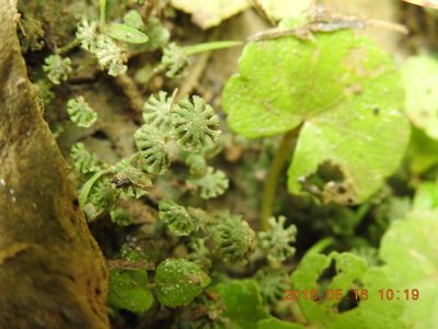 Marchantia emarginata, photographed by fagushayata