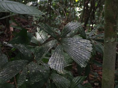 Reinhardtia gracilis, photographed by Lena Struwe