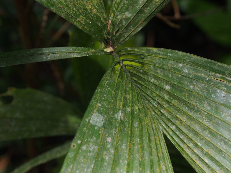 Reinhardtia gracilis, photographed by Lena Struwe
