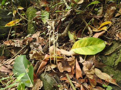 Epipogium roseum, photographed by fagushayata