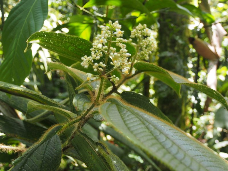 Miconia conosetosa, photographed by Lena Struwe