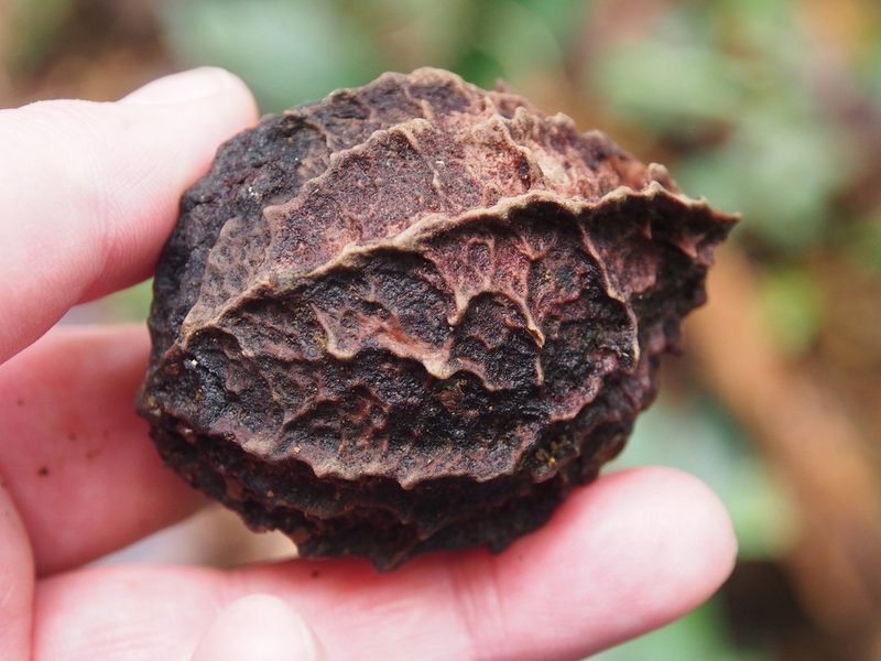 Calatola costaricensis, photographed by Lena Struwe