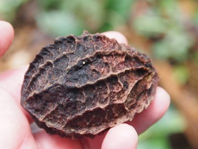 Calatola costaricensis, photographed by Lena Struwe