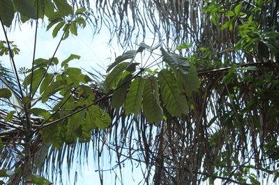 Didymopanax morototoni, photographed by Andrés Ramírez-Barrera