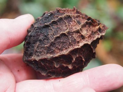 Calatola costaricensis, photographed by Lena Struwe
