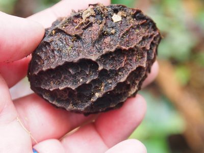 Calatola costaricensis, photographed by Lena Struwe