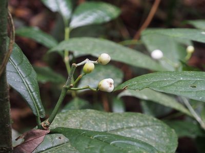 Rudgea reducticalyx, photographed by Lena Struwe