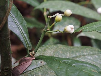 Rudgea reducticalyx, photographed by Lena Struwe