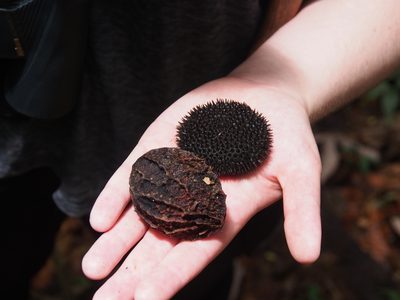 Apeiba membranacea, photographed by Lena Struwe