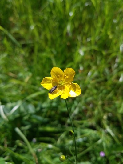 Ranunculus canus, photographed by Flower Hunter