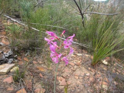 Tritoniopsis lata, photographed by Paul Hoekman