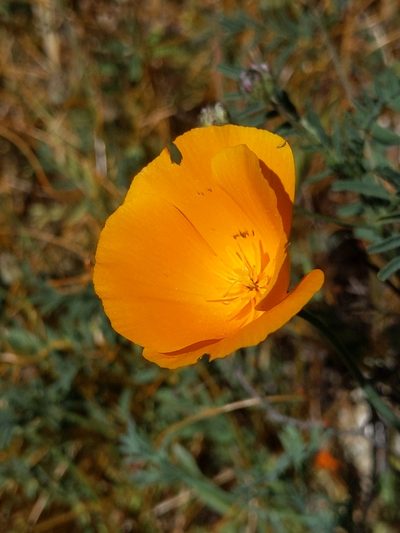 Eschscholzia lemmonii, photographed by Ken-ichi Ueda