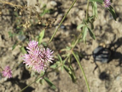 Gomphrena pulchella, photographed by Leonel Roget