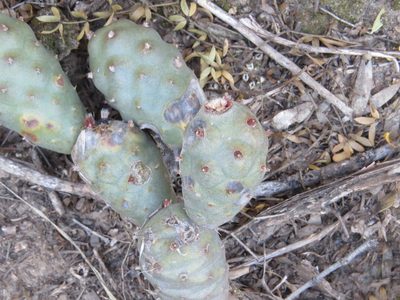 Tephrocactus articulatus, photographed by Leonel Roget
