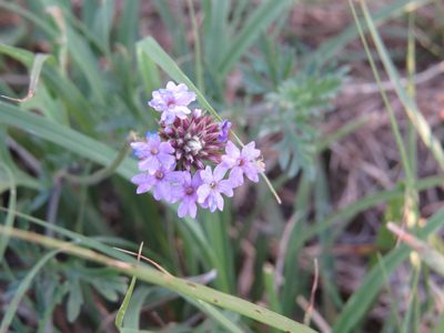 Verbena dissecta, photographed by Leonel Roget