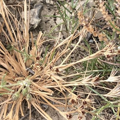 Juncus ranarius, photographed by Amy Huie