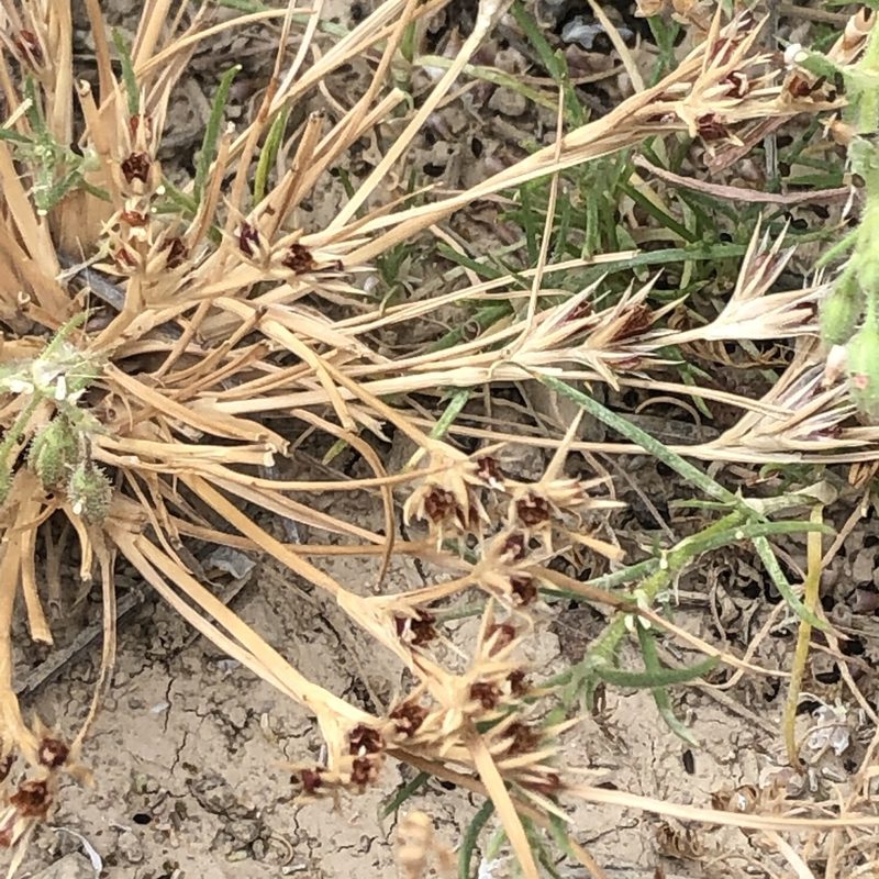 Juncus ranarius, photographed by Amy Huie