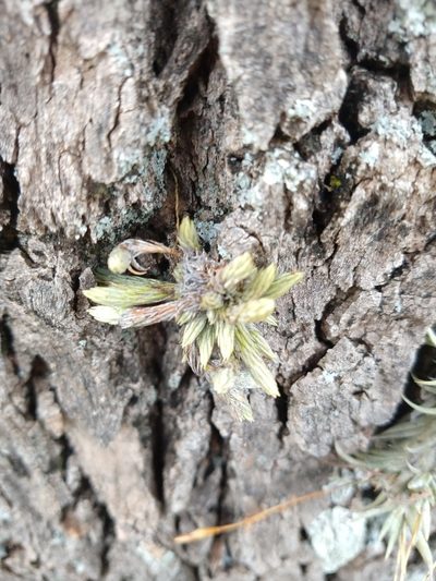 Tillandsia minutiflora, photographed by Leonel Roget