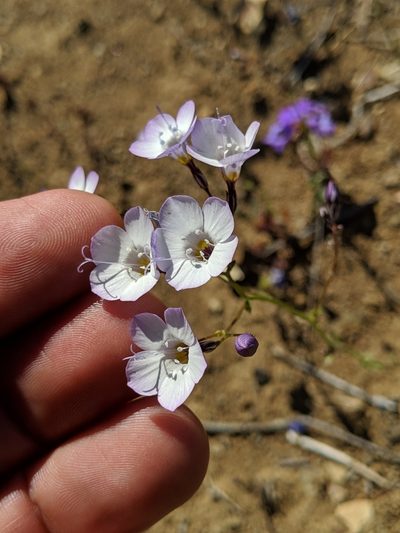 Gilia latiflora, photographed by Ken-ichi Ueda