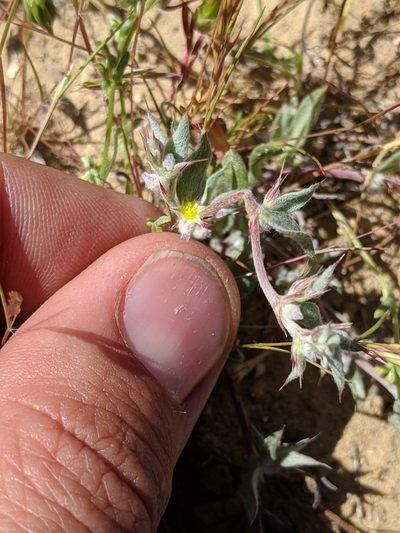 Hollisteria lanata, photographed by Ken-ichi Ueda