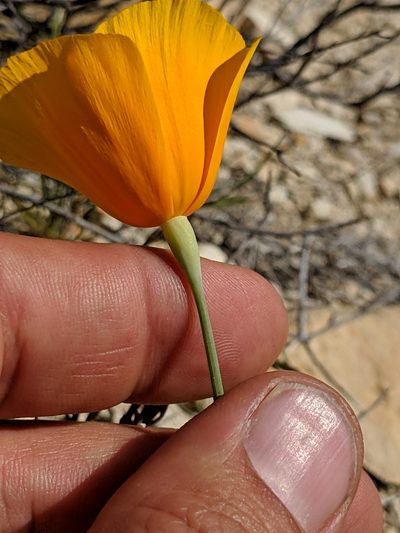 Eschscholzia lemmonii, photographed by Ken-ichi Ueda