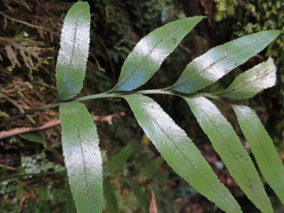 Asplenium lepidotum, photographed by Alice Shanks