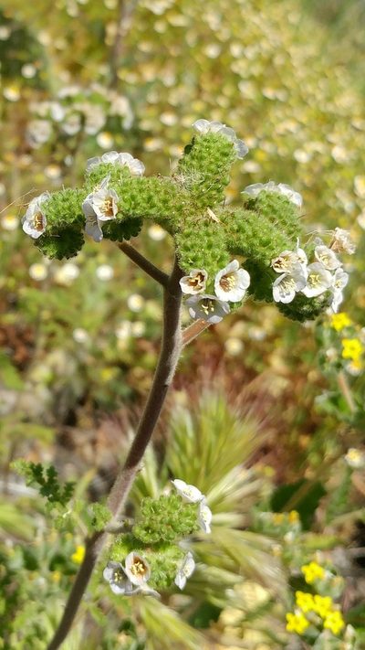 Phacelia lyonii, photographed by Casey H. Richart