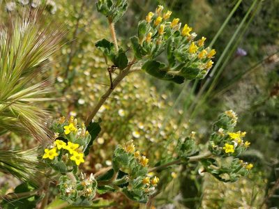 Mentzelia micrantha, photographed by Casey H. Richart