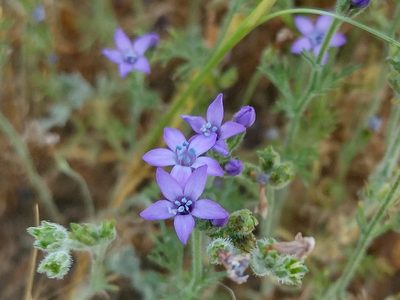 Gilia nevinii, photographed by Casey H. Richart