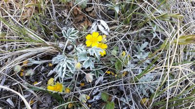 Potentilla concinna, photographed by tonyblake