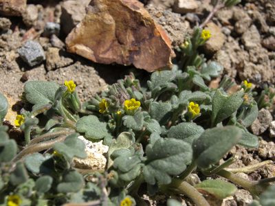 Phacelia monoensis, photographed by Jim Morefield