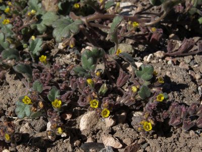 Phacelia monoensis, photographed by Jim Morefield