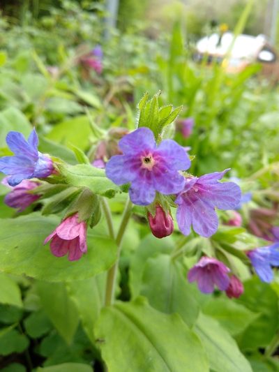 Pulmonaria vallarsae, photographed by Irene Saltini