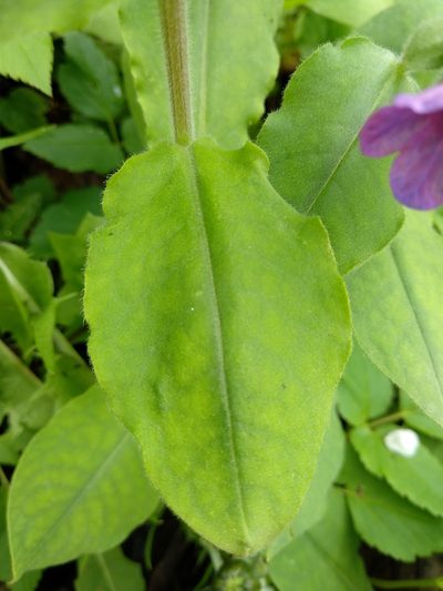 Pulmonaria vallarsae, photographed by Irene Saltini