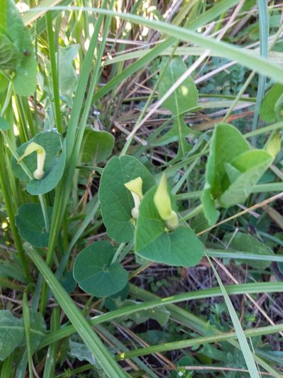 Aristolochia navicularis, photographed by Aissa Djamel Filali