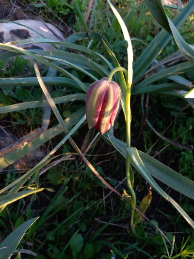 Fritillaria oranensis, photographed by Aissa Djamel Filali