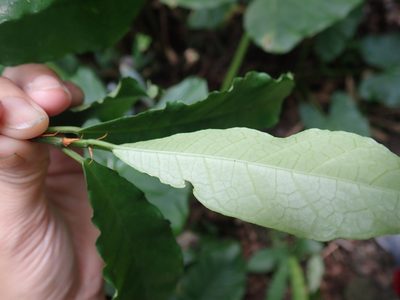 Ficus formosana, photographed by Meng-Ying Tsai