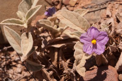 Solanum lithophilum, photographed by Rolf Lawrenz