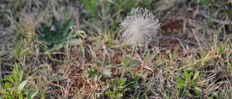 Pulsatilla cernua, photographed by Kim, Hyun-tae