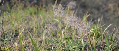 Pulsatilla cernua, photographed by Kim, Hyun-tae