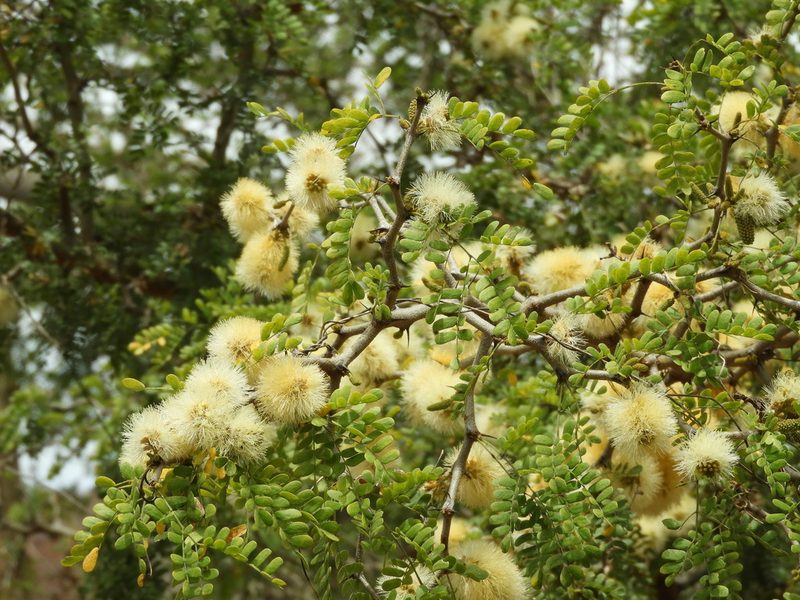 Ebenopsis caesalpinioides, photographed by Francisco Farriols Sarabia