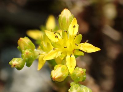 Sedum sasakii, photographed by 葉子