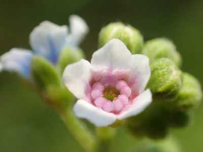 Cynoglossum lanceolatum, photographed by 葉子