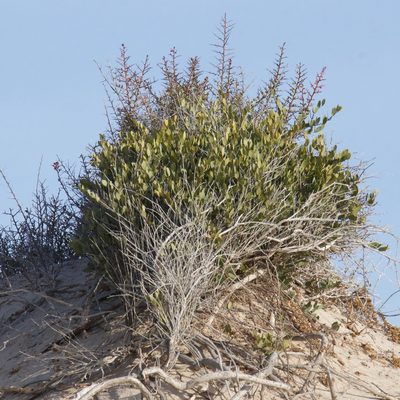 Castela peninsularis, photographed by Bill Levine