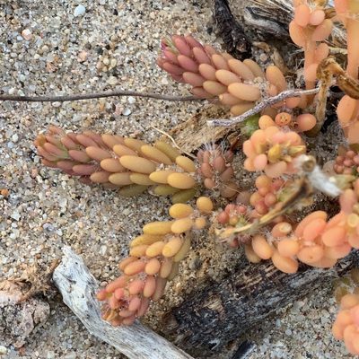 Portulaca californica, photographed by Bill Levine