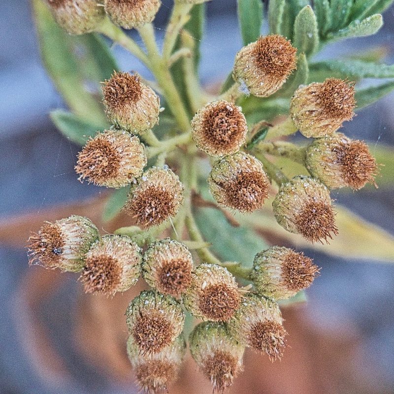 Pluchea parvifolia, photographed by Bill Levine