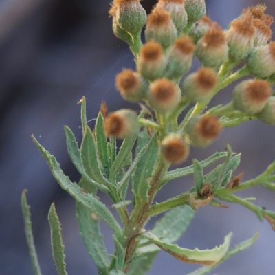 Pluchea parvifolia, photographed by Bill Levine