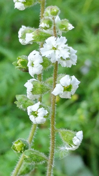 Lithophragma maximum, photographed by Casey H. Richart