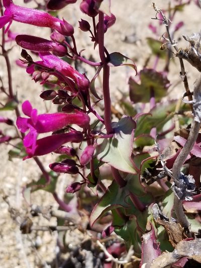 Penstemon clevelandii, photographed by Rod